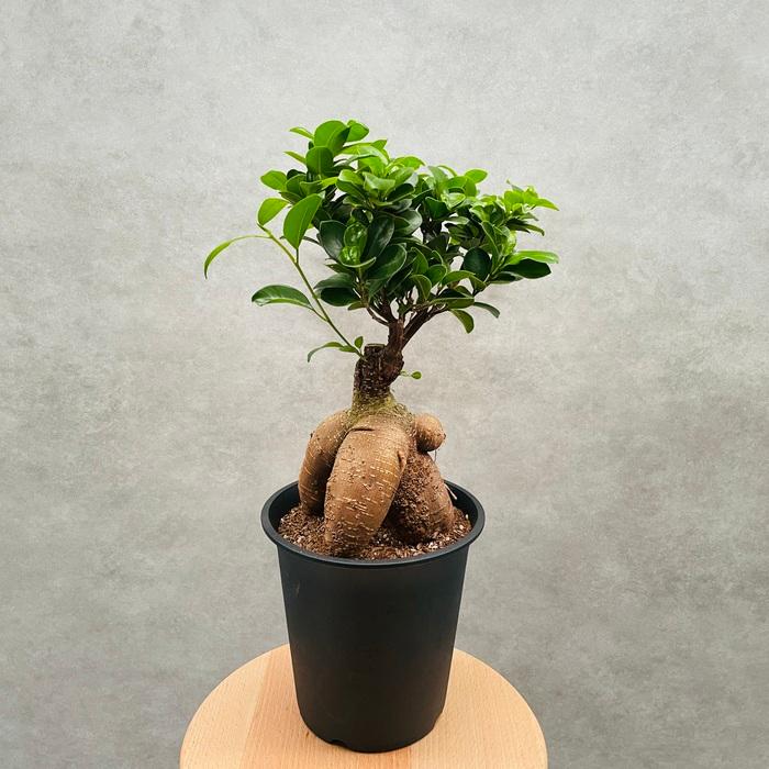 ガジュマルの木 観葉植物 5号鉢苗 盆栽 小さいミニサイズ ガジュマルの木 観葉植物 5号鉢苗 盆栽 小さいミニサイズ