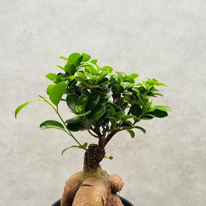 ガジュマルの木 観葉植物 5号鉢苗 盆栽 小さいミニサイズ おしゃれな