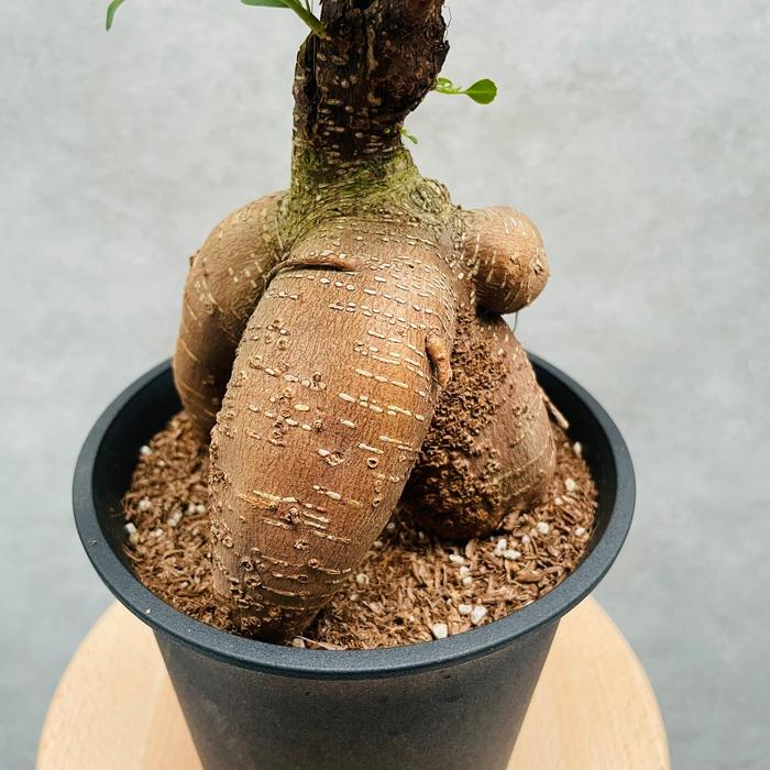 ガジュマルの木 観葉植物 5号鉢苗 盆栽 小さいミニサイズ おしゃれな