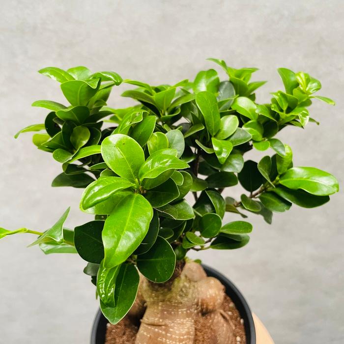 ガジュマルミニ盆栽 手のひらサイズのミニ盆栽【ガジュマル】黒 その他インテリア雑貨 道草