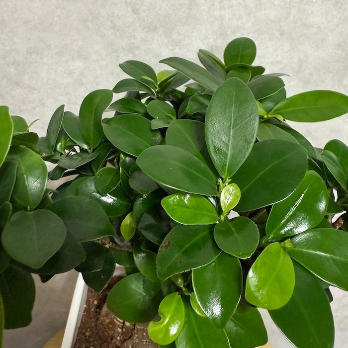 ガジュマルの木 観葉植物 6号鉢苗 盆栽 大型種類 縁起物 おしゃれな
