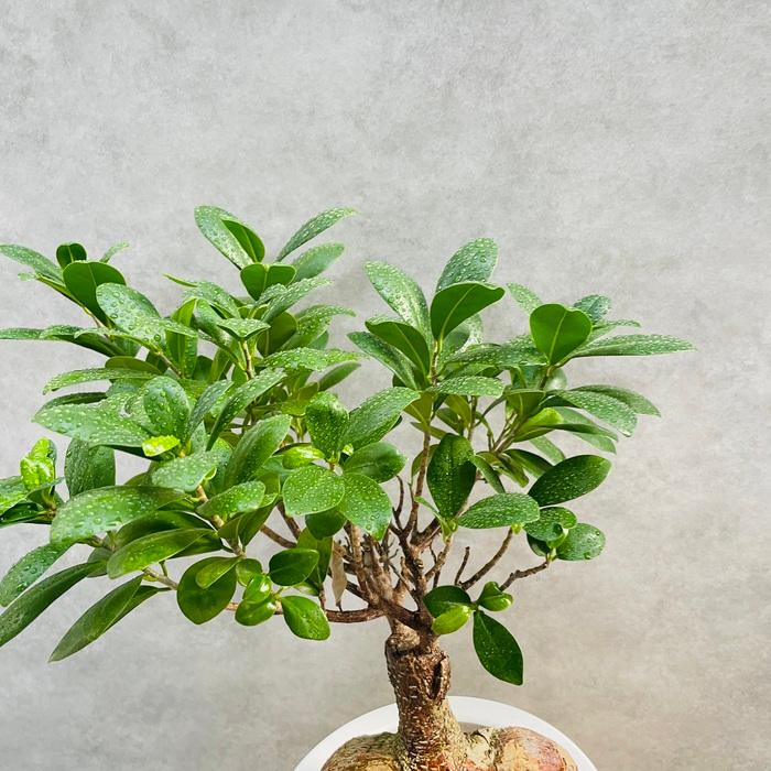 ガジュマルの木 観葉植物 6号鉢苗 盆栽 大型種類 縁起物 ガジュマルの木 観葉植物 6号鉢苗 盆栽 大型種類 縁起物