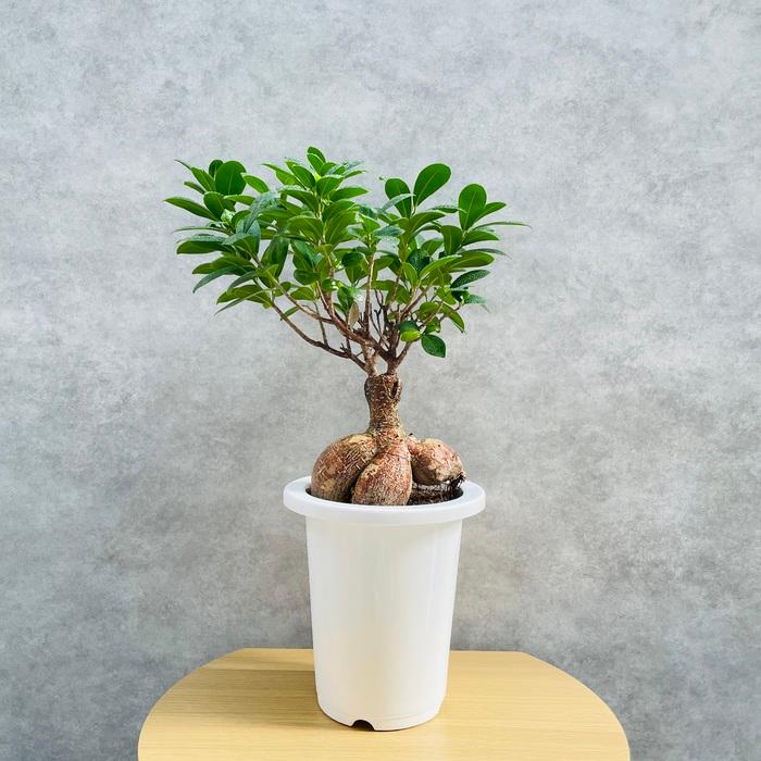 ガジュマルの木 観葉植物 6号鉢苗 盆栽 大型種類 縁起物 ガジュマルの木 観葉植物 6号鉢苗 盆栽 大型種類 縁起物