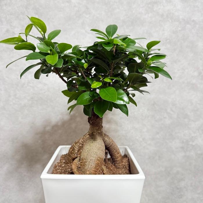 大型　盆栽鉢　植木鉢 楽天市場】盆栽鉢 大型の通販