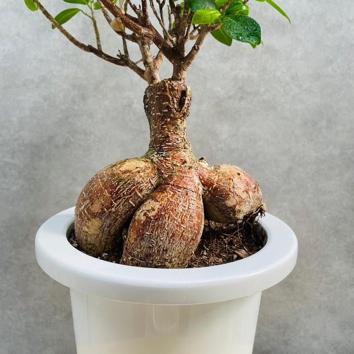 ガジュマルの木 観葉植物 6号鉢苗 盆栽 大型種類 縁起物 ガジュマルの木 観葉植物 6号鉢苗 盆栽 大型種類 縁起物
