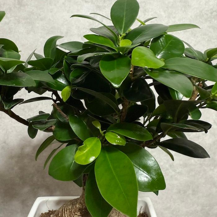 ガジュマルの木 観葉植物 6号鉢苗 盆栽 大型種類 縁起物 おしゃれな