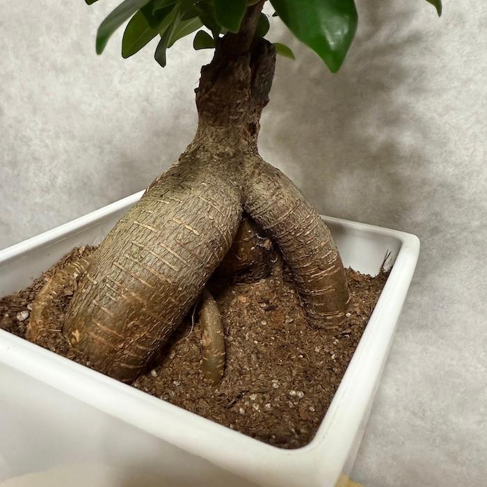 ガジュマルの木 観葉植物 6号鉢苗 盆栽 大型種類 縁起物 おしゃれな