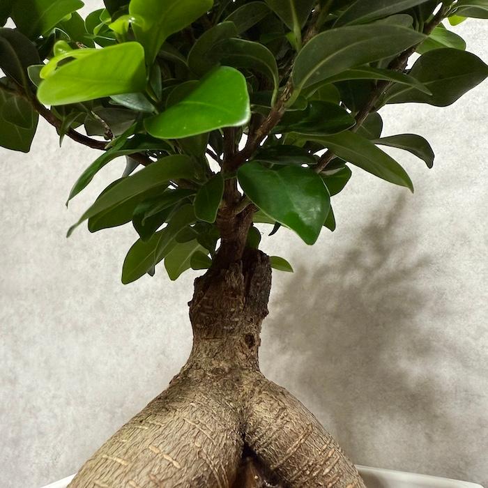 ガジュマルの木 観葉植物 6号鉢苗 盆栽 大型種類 縁起物 おしゃれな