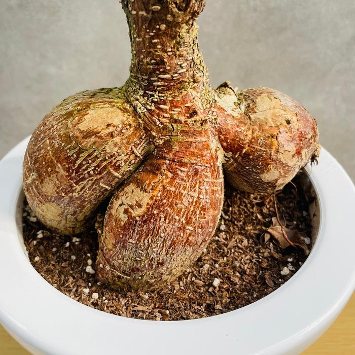ガジュマルの木 観葉植物 6号鉢苗 盆栽 大型種類 縁起物 ガジュマルの木 観葉植物 6号鉢苗 盆栽 大型種類 縁起物