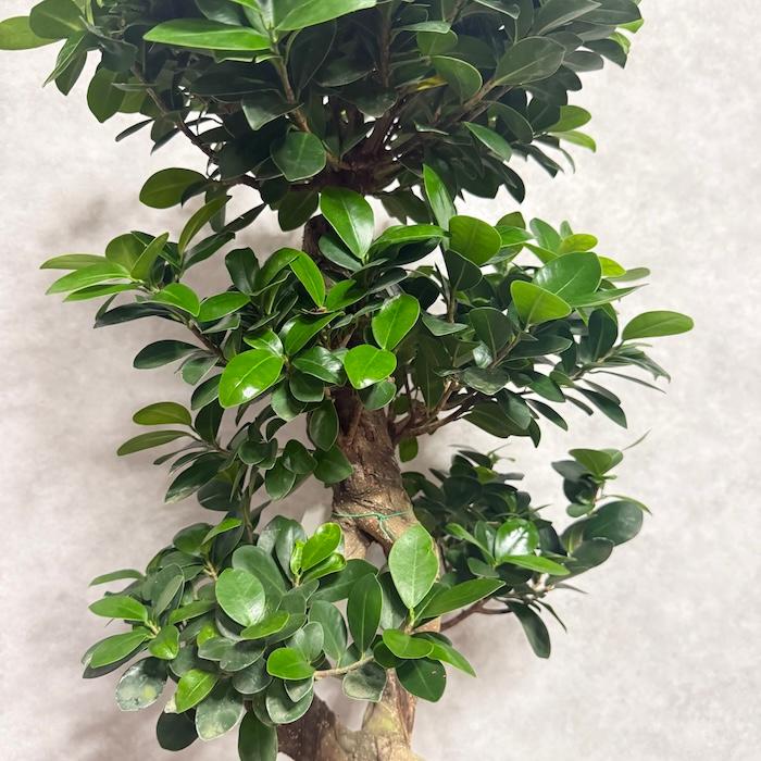 現品1点もの ガジュマル 観葉植物 八の字 8号鉢苗 受け皿付き 大型種類