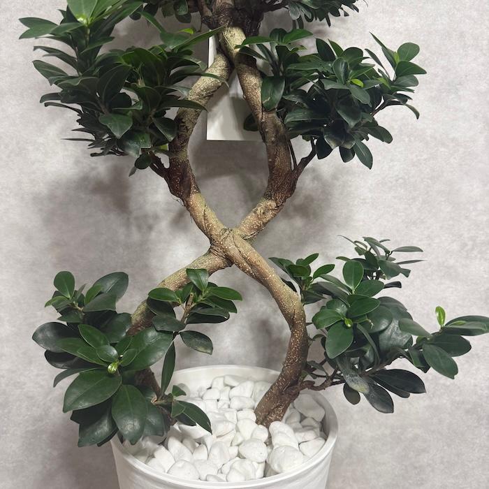 現品1点もの ガジュマル 観葉植物 八の字 8号鉢苗 受け皿付き 大型種類