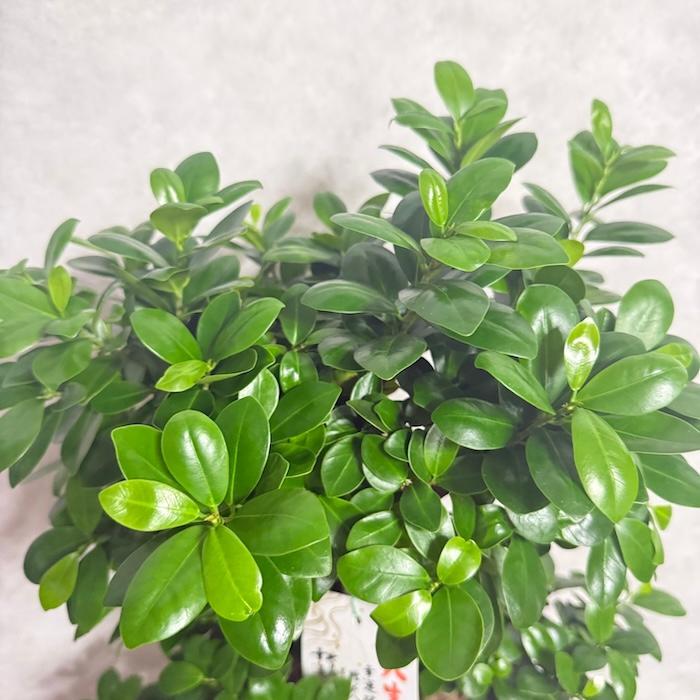 週末特価！ガジュマル　苗　苗木　観葉植物　8号車　8の字　曲がり　フィカス 現品1点もの ガジュマル 観葉植物 八の字 8号鉢苗 受け皿付き 大型種類