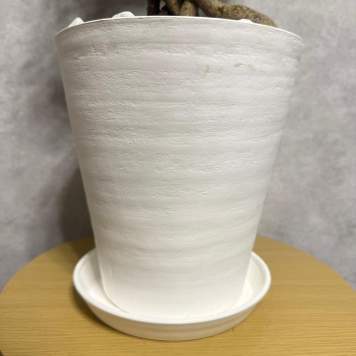 【現品】ガジュマル　8号　白鉢（1） 現品1点もの ガジュマル 観葉植物 八の字 8号鉢苗 受け皿付き 大型種類