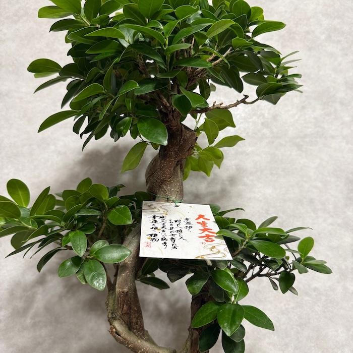現品1点もの ガジュマル 観葉植物 八の字 8号鉢苗 受け皿付き 大型種類
