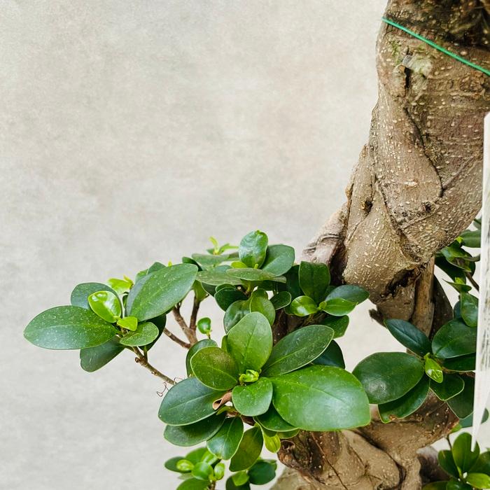 週末特価！ガジュマル　ガジュマルの木　苗　苗木　観葉植物　8号鉢　8の字 ガジュマル 八の字 8号鉢 末広がりの8の字 観葉植物 多幸の木