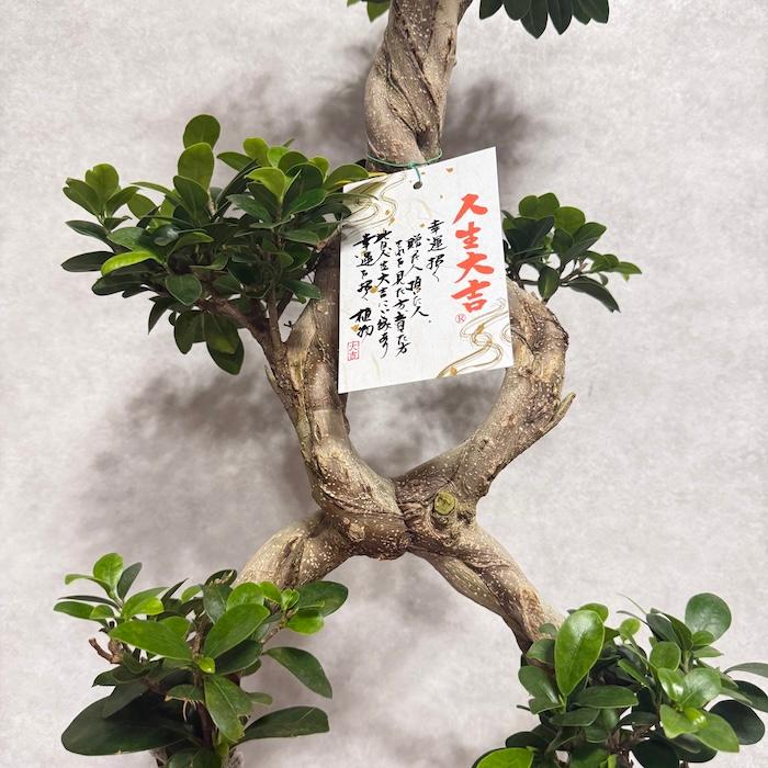 現品1点もの ガジュマル 観葉植物 八の字 8号鉢苗 受け皿付き 大型種類