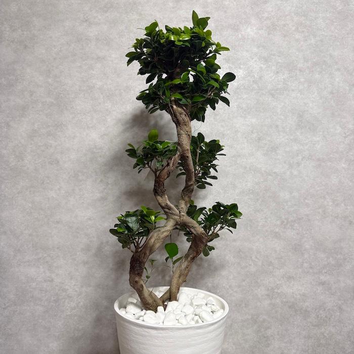 現品1点もの ガジュマル 観葉植物 八の字 8号鉢苗 受け皿付き 大型種類