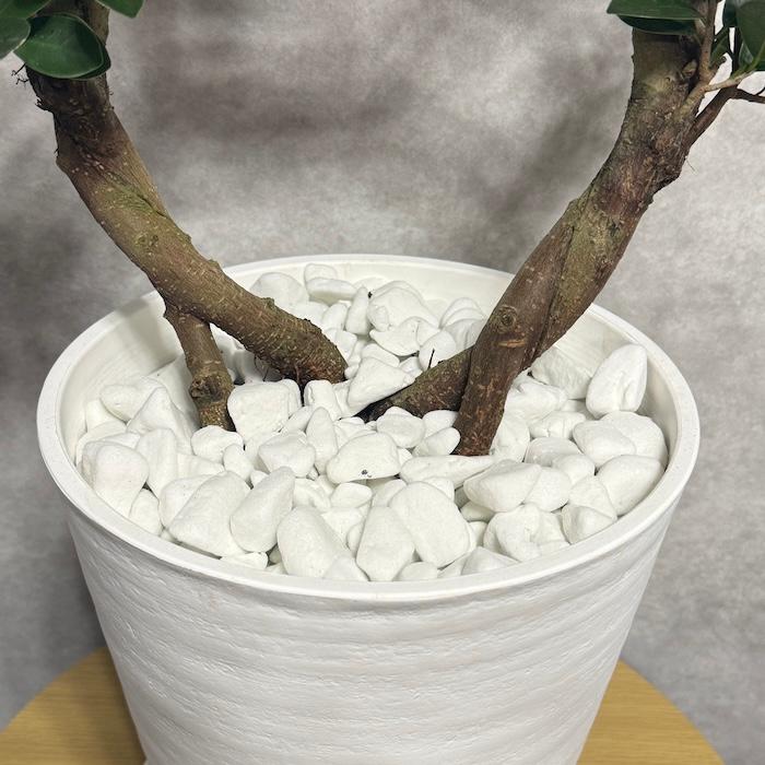 現品1点もの ガジュマル 観葉植物 八の字 8号鉢苗 受け皿付き 大型種類