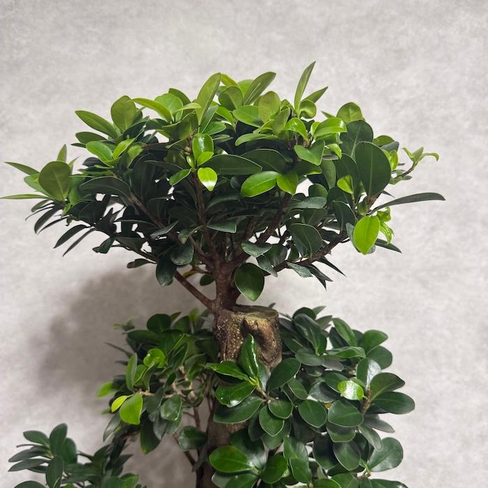 現品1点もの ガジュマル 観葉植物 八の字 8号鉢苗 受け皿付き 大型種類