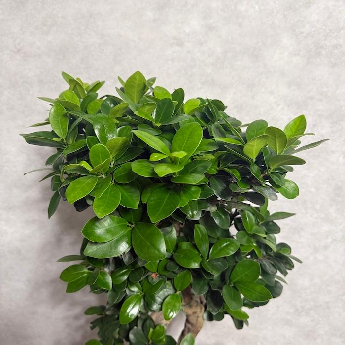 現品1点もの ガジュマル 観葉植物 八の字 8号鉢苗 受け皿付き 大型種類