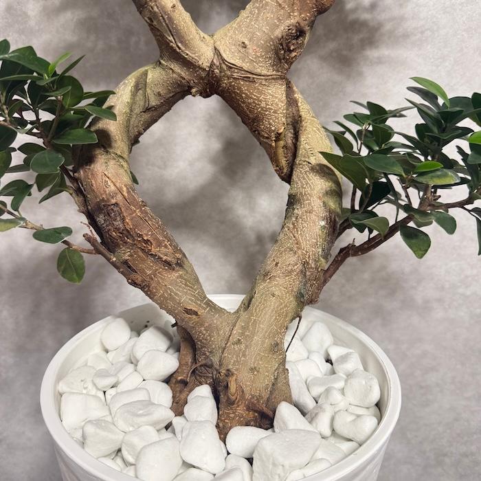 年度末特価！ガジュマル　苗　苗木　観葉植物　8の字　曲がり　8号 現品1点もの ガジュマル 観葉植物 八の字 8号鉢苗 受け皿付き 大型種類