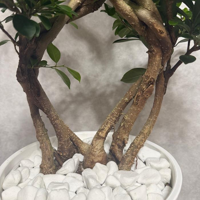 現品1点もの ガジュマル 観葉植物 八の字 8号鉢苗 受け皿付き 大型種類