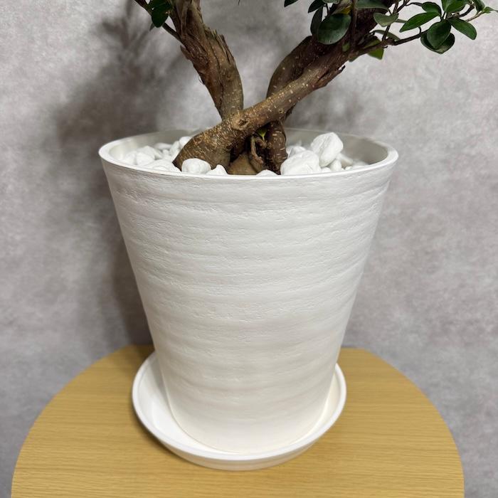 現品1点もの ガジュマル 観葉植物 八の字 8号鉢苗 受け皿付き 大型種類