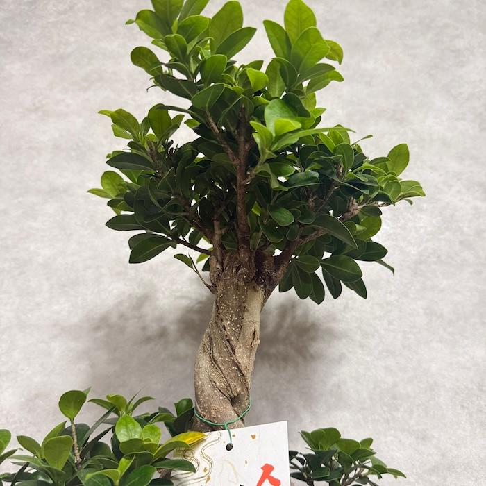 現品1点もの ガジュマル 観葉植物 八の字 8号鉢苗 受け皿付き 大型種類