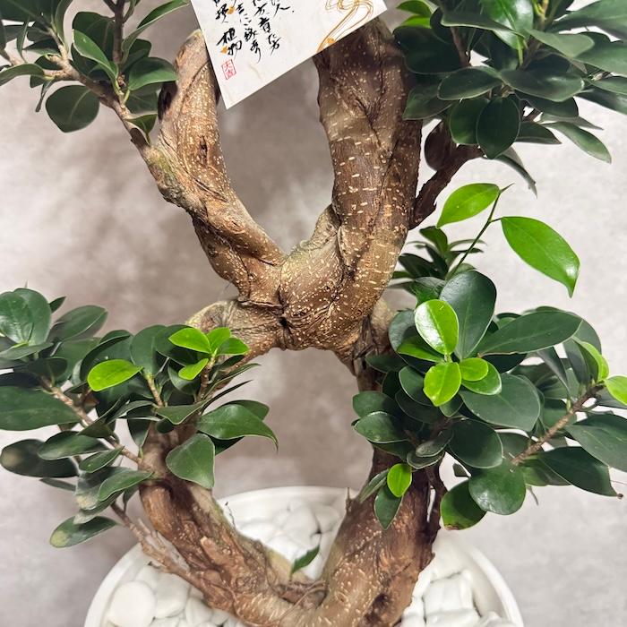 現品1点もの ガジュマル 観葉植物 八の字 8号鉢苗 受け皿付き 大型種類