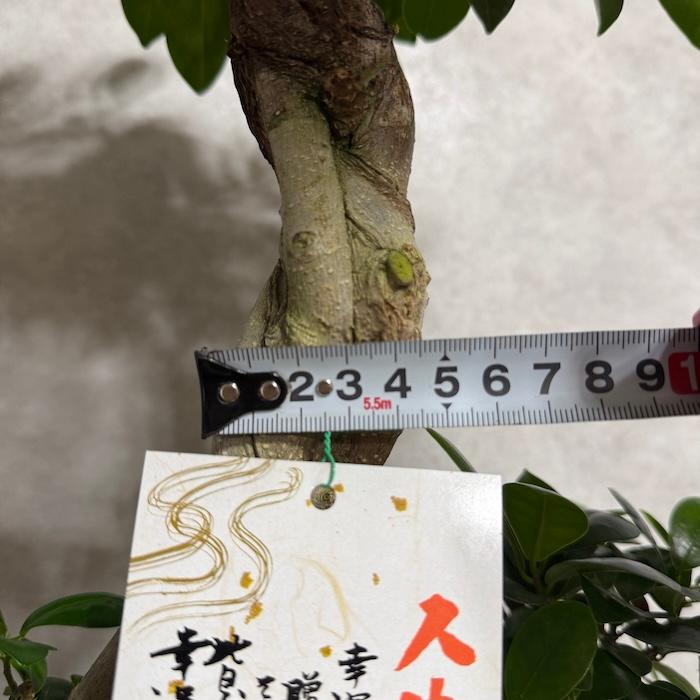 現品1点もの ガジュマル 観葉植物 八の字 8号鉢苗 受け皿付き 大型種類