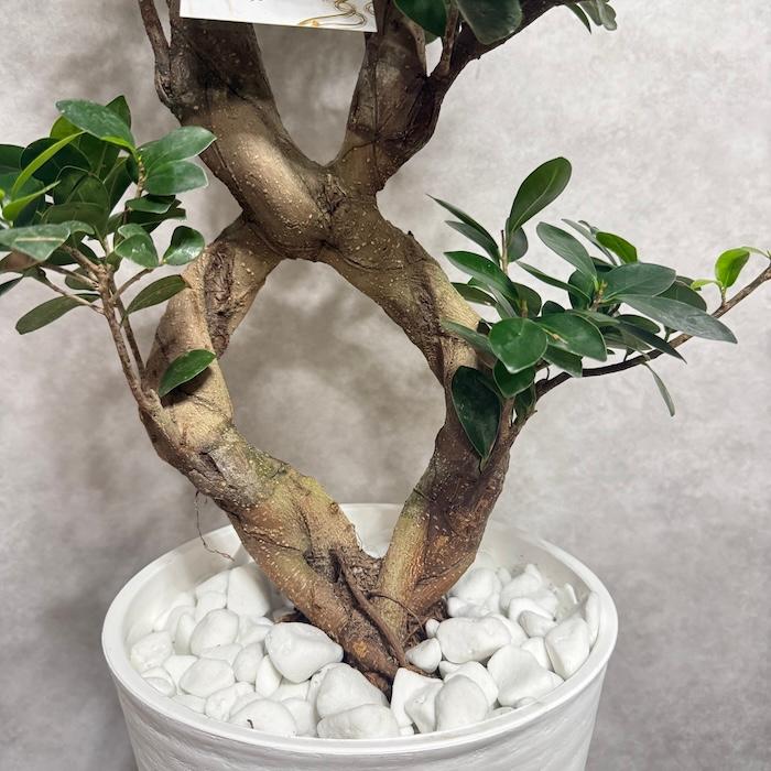 現品1点もの ガジュマル 観葉植物 八の字 8号鉢苗 受け皿付き 大型種類