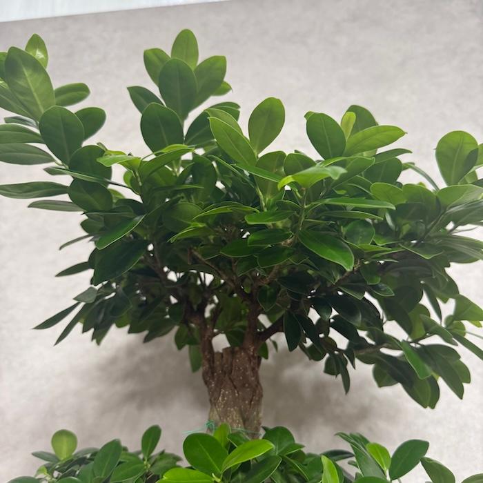 現品1点もの ガジュマル 観葉植物 八の字 8号鉢苗 受け皿付き 大型種類