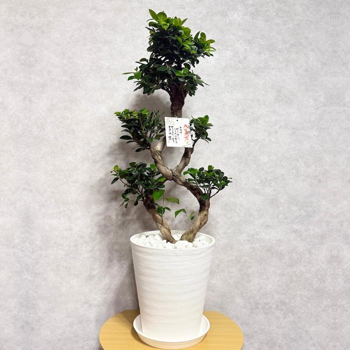 現品1点もの ガジュマル 観葉植物 八の字 8号鉢苗 受け皿付き 大型種類