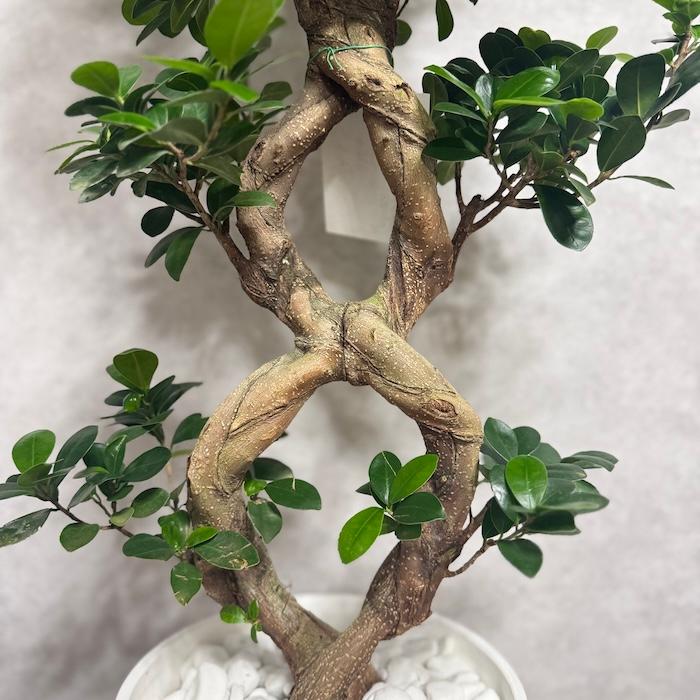 現品1点もの ガジュマル 観葉植物 八の字 8号鉢苗 受け皿付き 大型種類