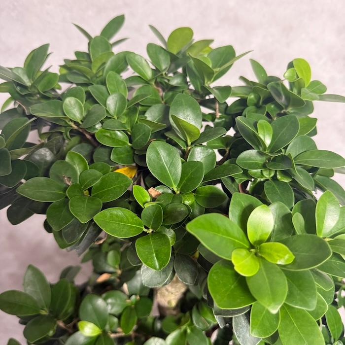 現品1点もの ガジュマル 観葉植物 八の字 8号鉢苗 受け皿付き 大型種類