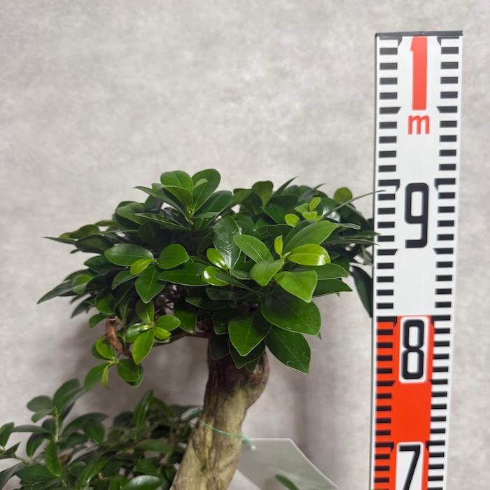 現品1点もの ガジュマル 観葉植物 八の字 8号鉢苗 受け皿付き 大型種類