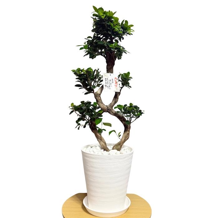 現品1点もの ガジュマル 観葉植物 八の字 8号鉢苗 受け皿付き 大型種類