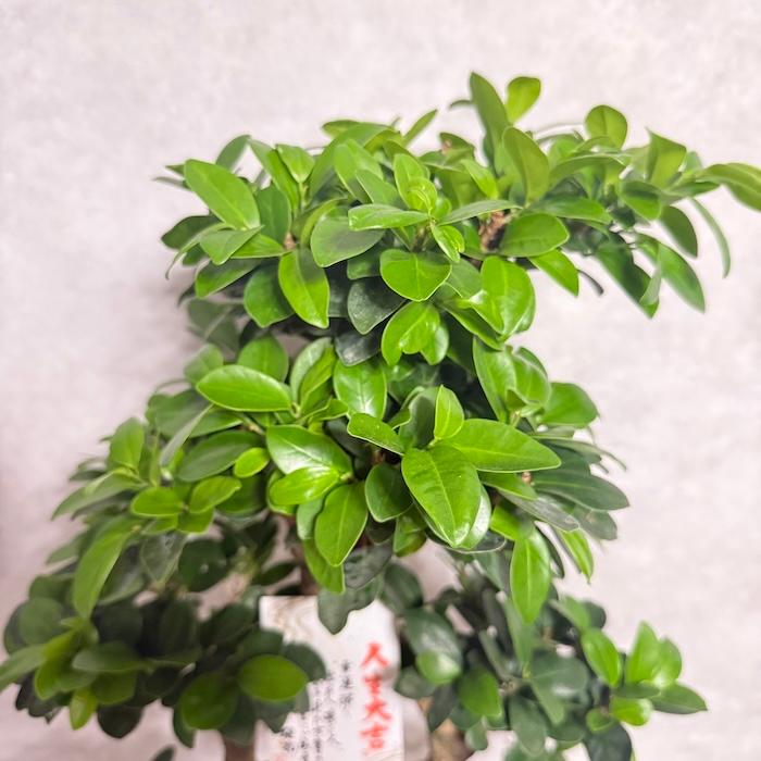 現品1点もの ガジュマル 観葉植物 八の字 8号鉢苗 受け皿付き 大型種類