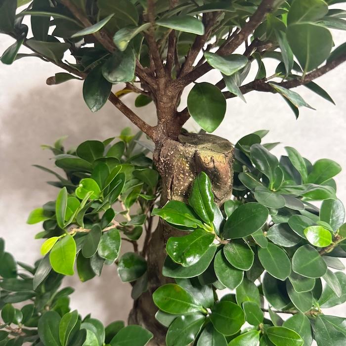 現品1点もの ガジュマル 観葉植物 八の字 8号鉢苗 受け皿付き 大型種類
