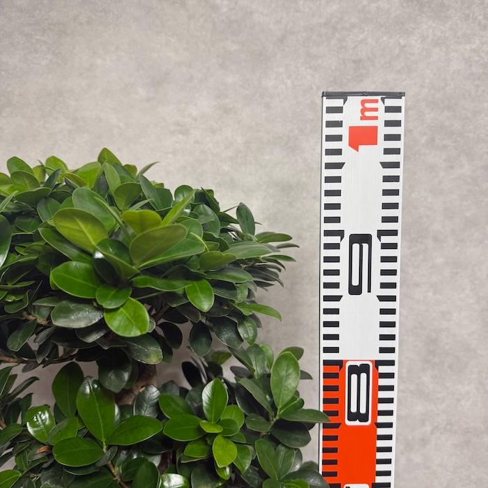 現品1点もの ガジュマル 観葉植物 八の字 8号鉢苗 受け皿付き 大型種類