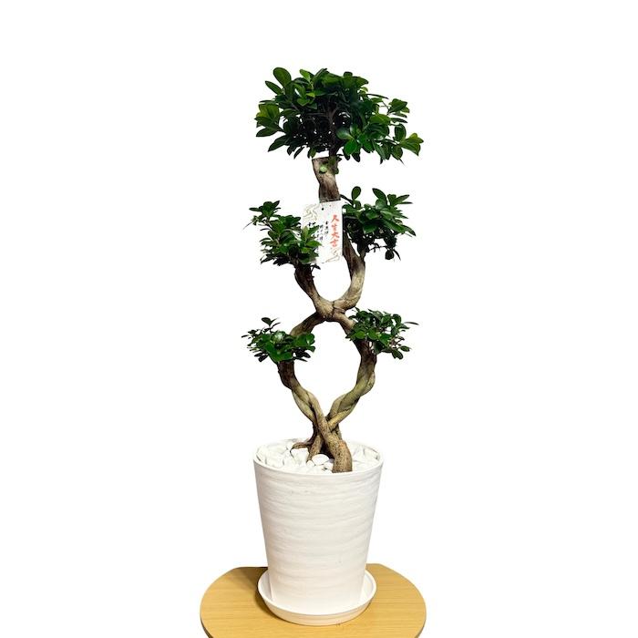 現品1点もの ガジュマル 観葉植物 八の字 8号鉢苗 受け皿付き 大型種類