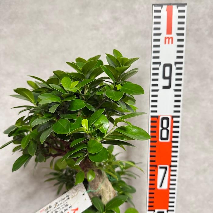 現品1点もの ガジュマル 観葉植物 八の字 8号鉢苗 受け皿付き 大型種類
