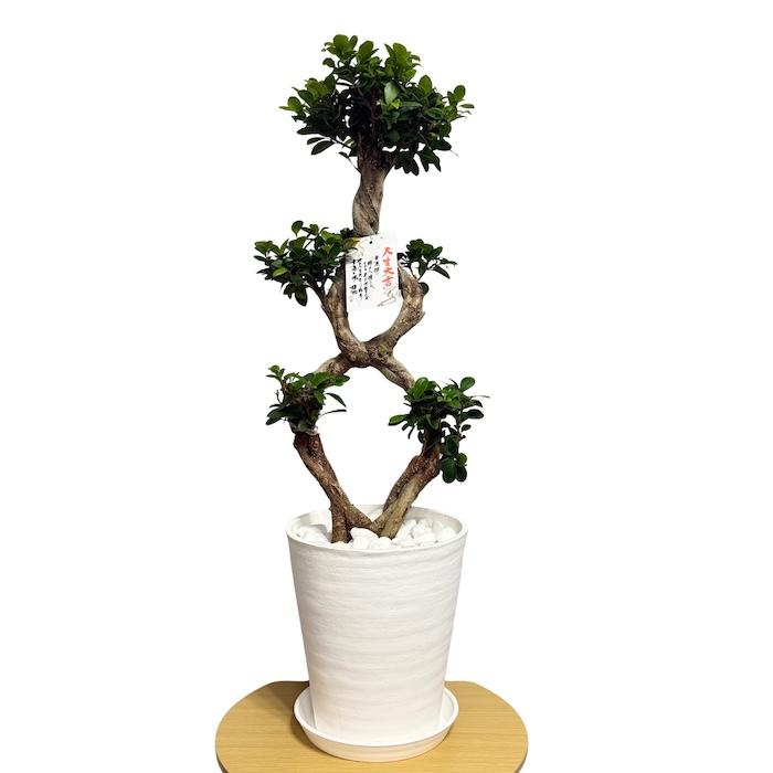 現品1点もの ガジュマル 観葉植物 八の字 8号鉢苗 受け皿付き 大型種類