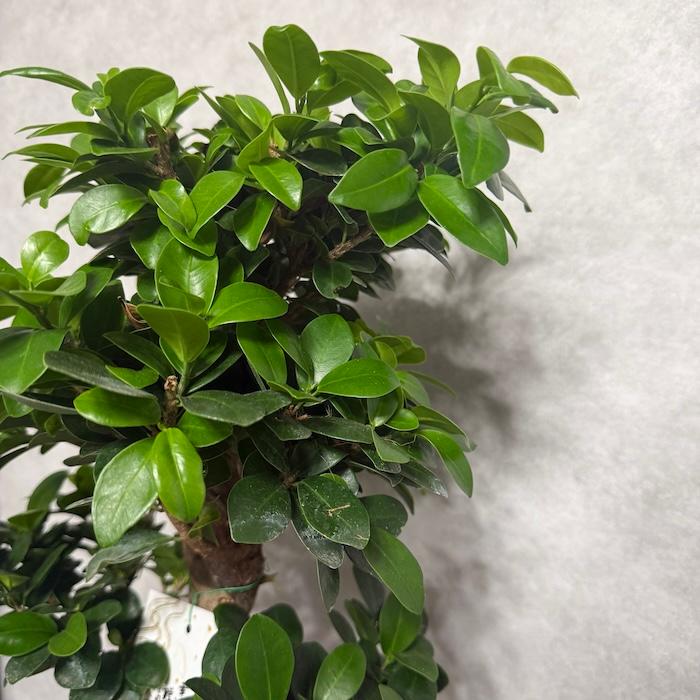 現品1点もの ガジュマル 観葉植物 八の字 8号鉢苗 受け皿付き 大型種類