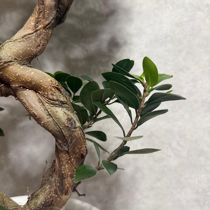現品1点もの ガジュマル 観葉植物 八の字 8号鉢苗 受け皿付き 大型種類