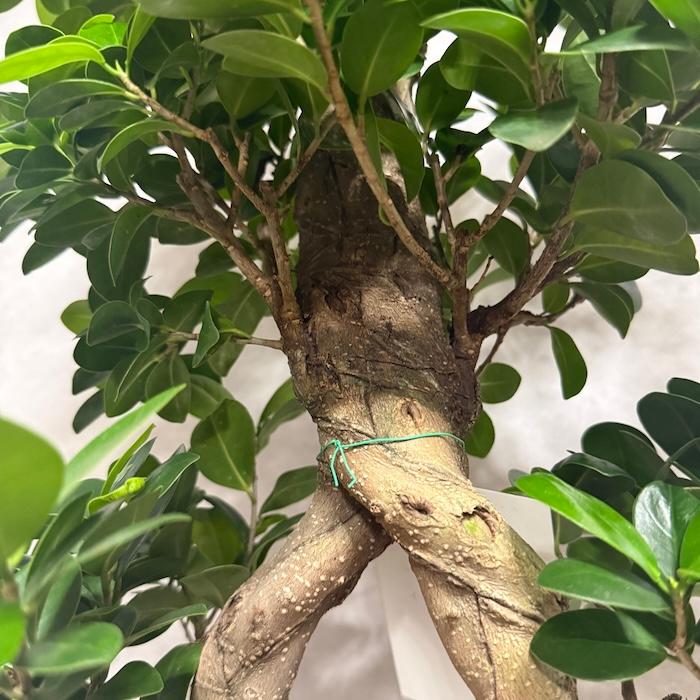 週末特価！ガジュマル　苗　苗木　観葉植物　8号車　8の字　曲がり　フィカス 現品1点もの ガジュマル 観葉植物 八の字 8号鉢苗 受け皿付き 大型種類