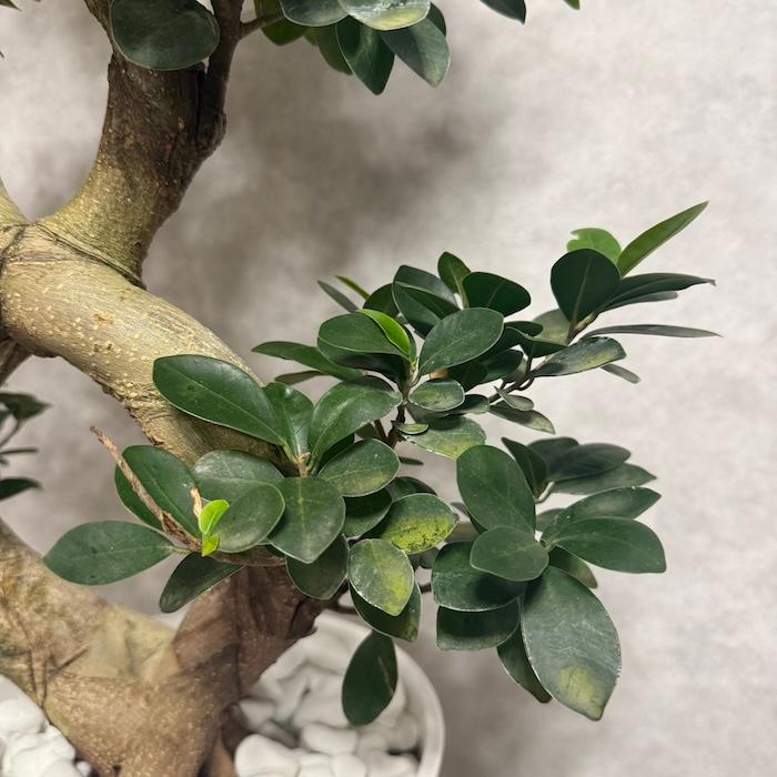 現品1点もの ガジュマル 観葉植物 八の字 8号鉢苗 受け皿付き 大型種類