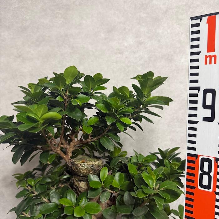 現品1点もの ガジュマル 観葉植物 八の字 8号鉢苗 受け皿付き 大型種類