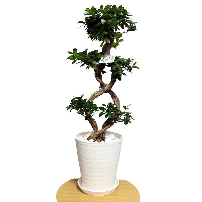 現品1点もの ガジュマル 観葉植物 八の字 8号鉢苗 受け皿付き 大型種類