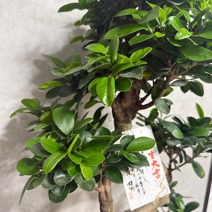 現品1点もの ガジュマル 観葉植物 八の字 8号鉢苗 受け皿付き 大型種類